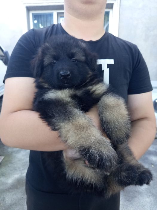 Продам щенка немецкой овчарки