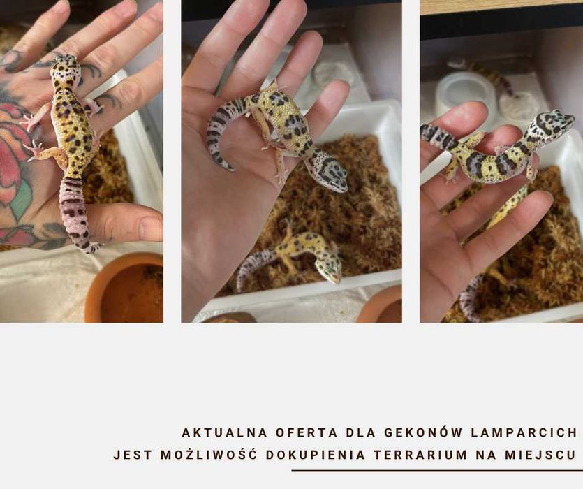 Gekon Lamparci - Jaszczurka dla początkujących agama zbożówka