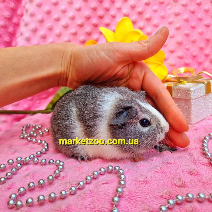 Морская морська свинка морские морськi свинки американская вислоухая