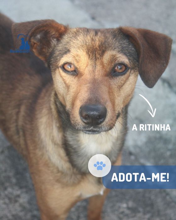 Ritinha cadela 1 ano porte medio pequeno para adocao