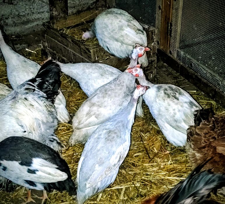 Sprzedam ptaki ze zdjęć