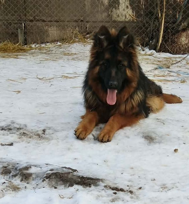 Sprzedam sukę owczarka niemieckiego