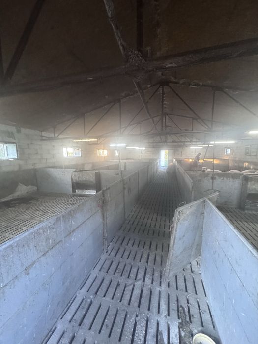 Продаж свиноферми 200м кв.