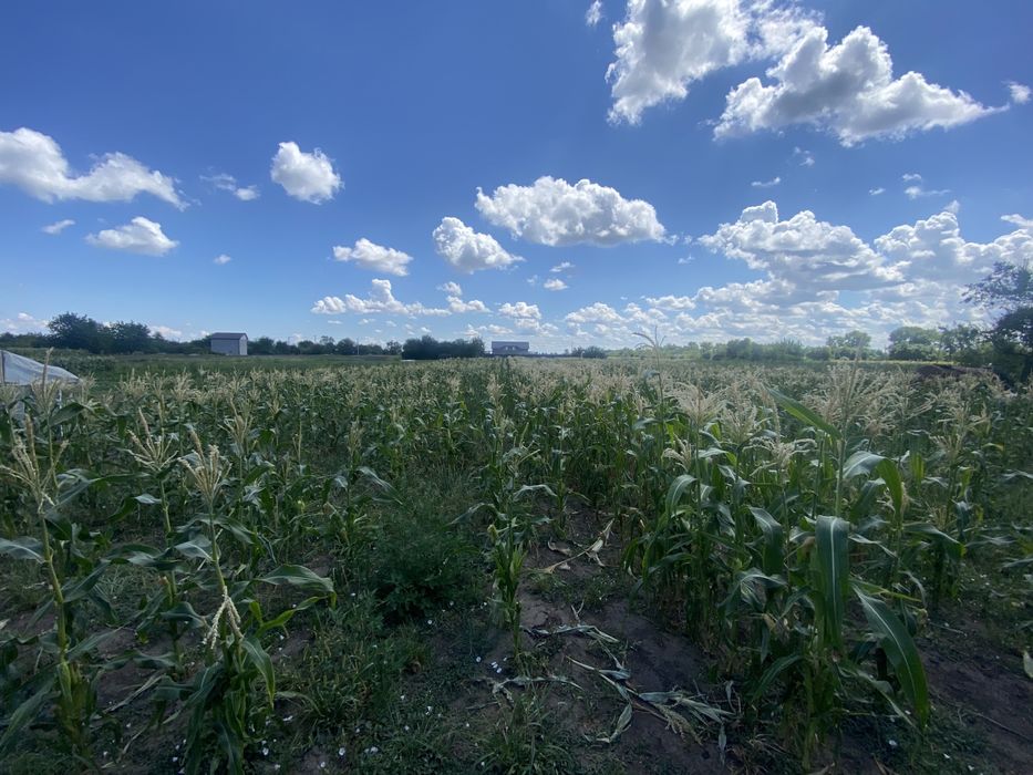 Продаж ділянки під забудову. Леськи. 25 соток