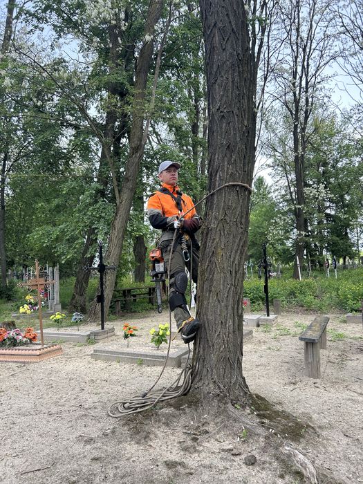 Професійне спилювання проблемних дерев