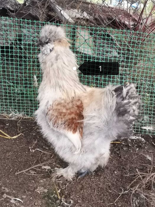 Kogut Silki jedwabistej i Czubatki