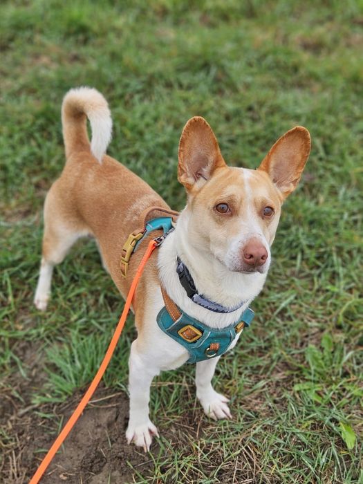 Ufo - piękny biało rudy uszatek. Adopcja