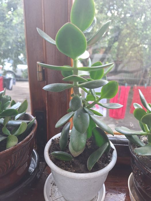 Красула, товстянка,  грошове дерево