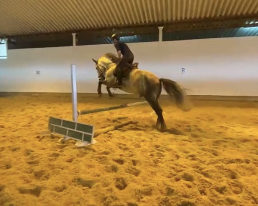 Cavalo Cruzado lusitano