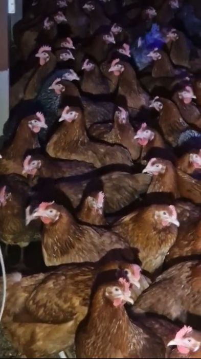 Kury Nioski, Rosa, Blue, Tęczówki, Czubatki, Green Shell. Hurt/detal