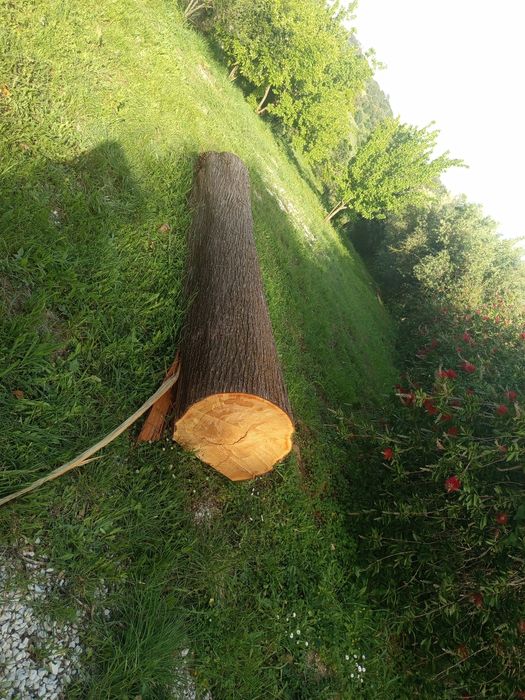 Vendo madeira tronco de cedro não e lenha e madeira boa