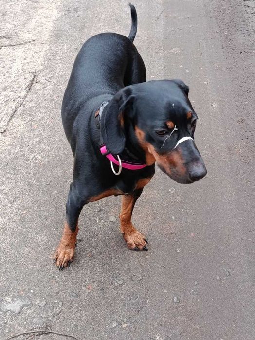 Oddam Gończy Polski