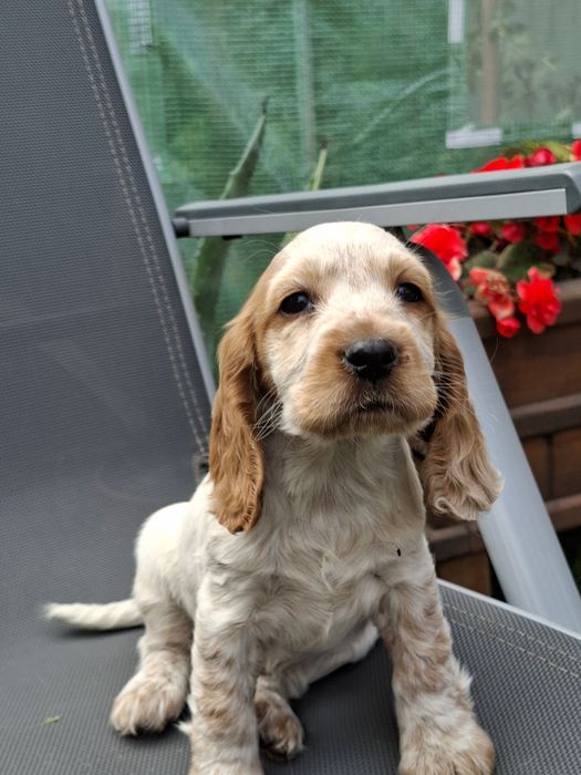 Cocker Spaniel Angielski.