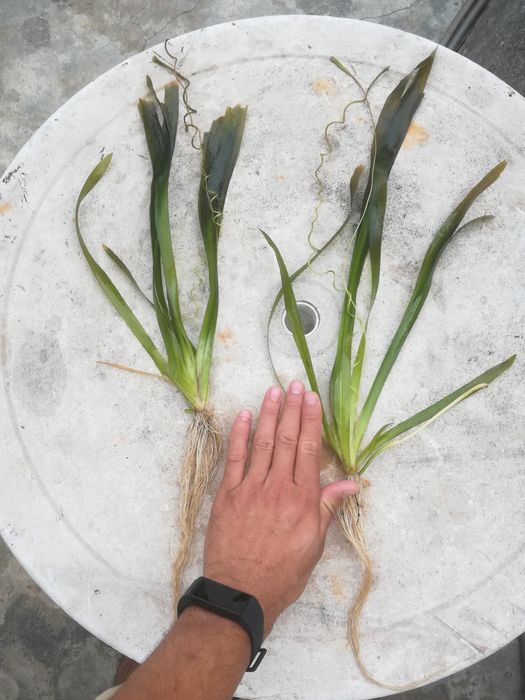Vallisneria gigantea