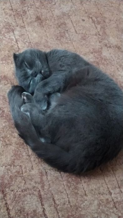 Продам кошку Шотландская веслоухая серая