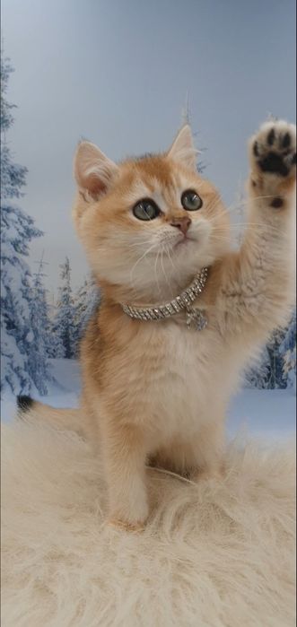 Золота британська шиншилла кошеня