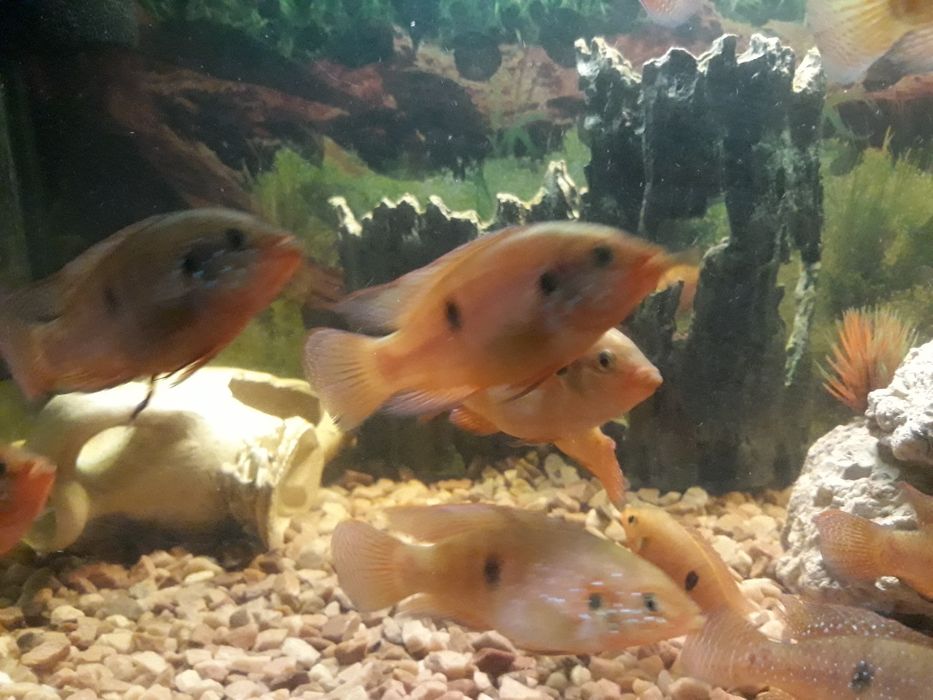 Продам Хроміс Красавец