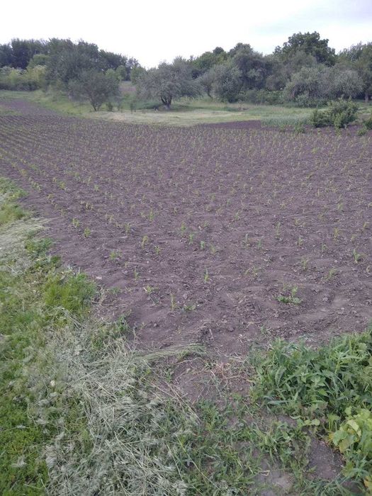 Продам будинок в селі Мілова