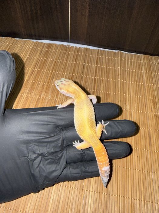 Młode gekony lamparcie