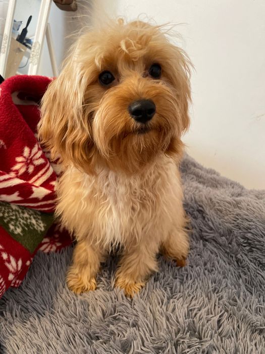 Cavapoo śliczny piesek