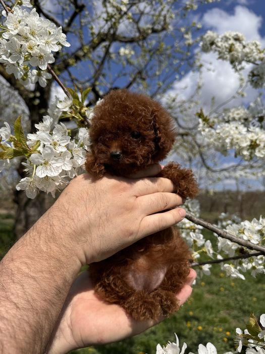 Цуценята той-пуделя в рідкісному окрасі фантом — бронювання відкрито!