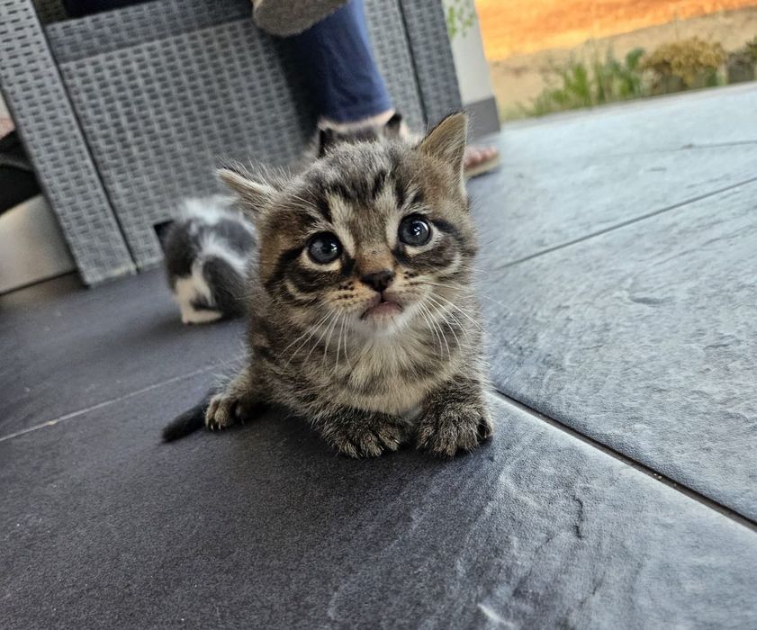 Dou gatos bebés