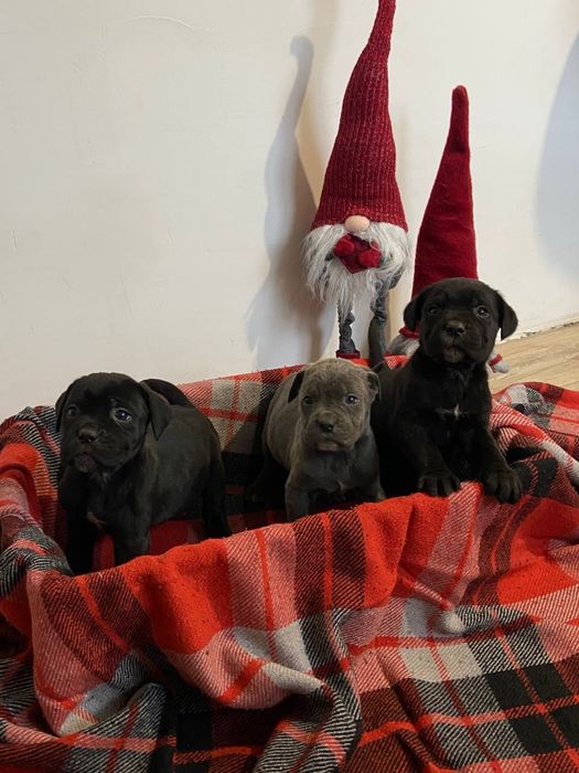 Цуценята Кане Корсо