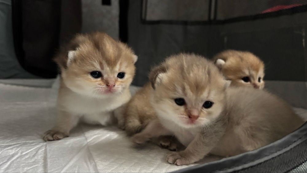 Золотая шиншила  котята