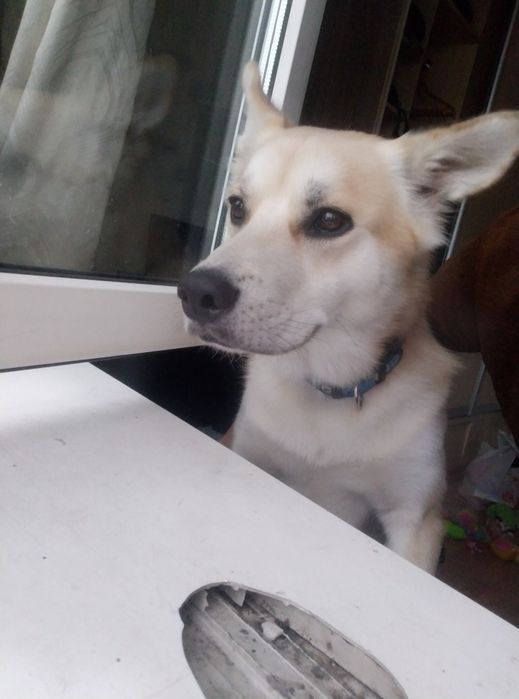 Отдам собаку в добрые руки