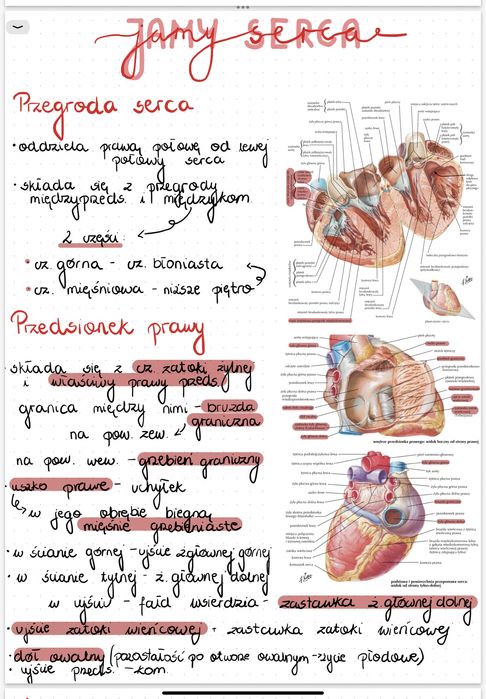 Własnorecznie robione notatki z anatomii