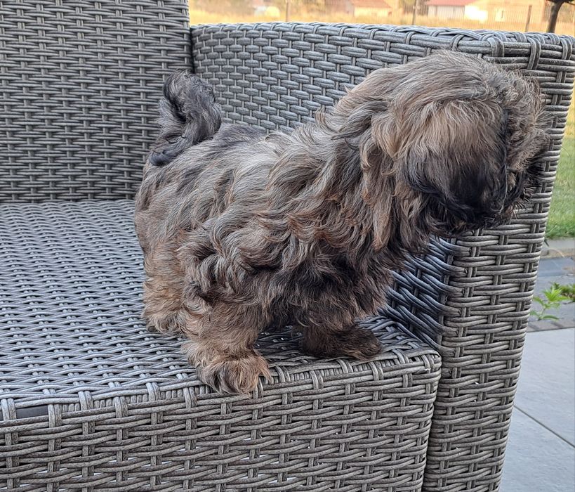 Shih tzu  piesek