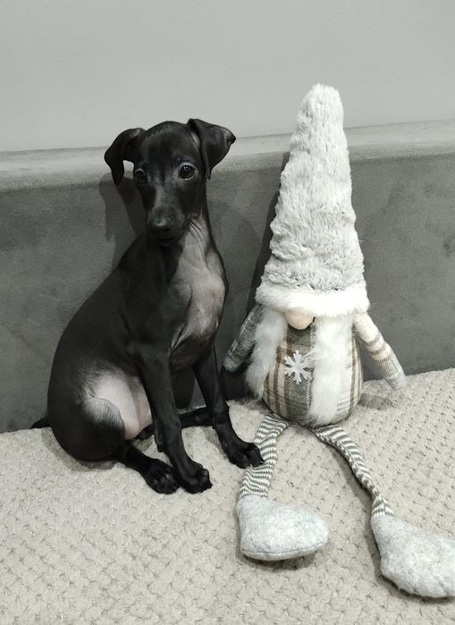 Charcik włoski - Brivio chłopiec ZKWP/FCI