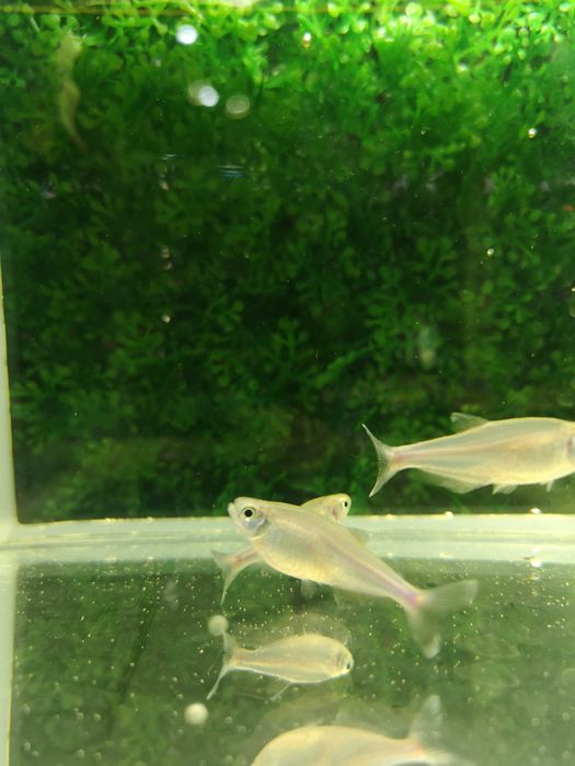 Tetra niebieska (Maranka) - Tina Zoo Jasna