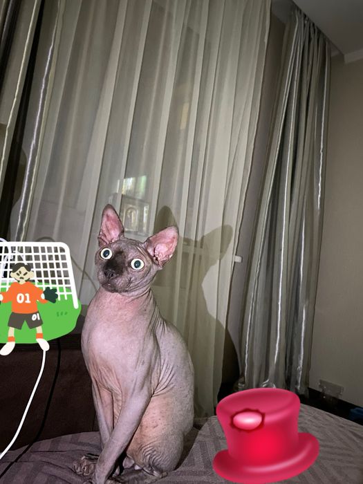 Вязка Сфинкса мальчик Розвязаний