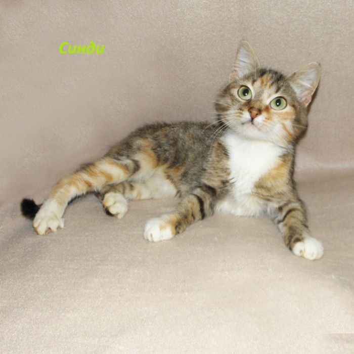 Маленькая, красивая котенок-девочка Синди, похожая на барханную