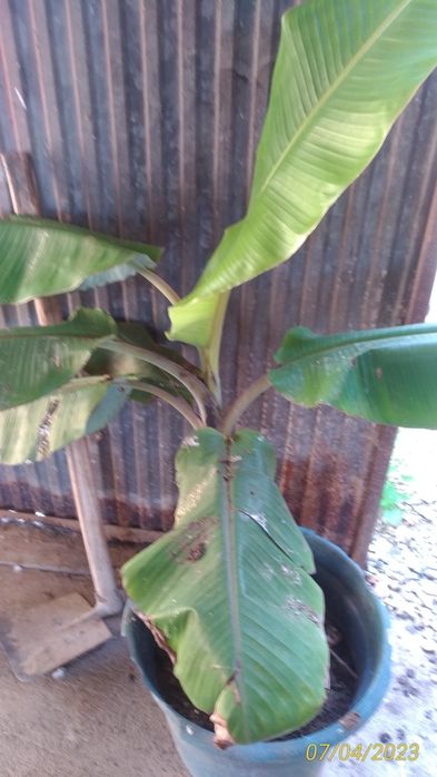 Planta bananeira