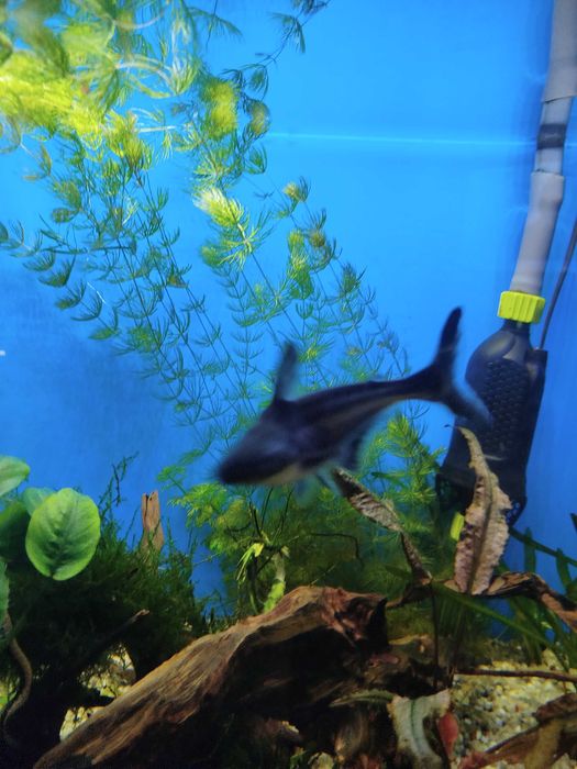 Sumy rekinie 2 sztuki