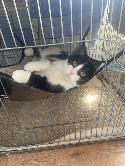 Котики в добрі ручки