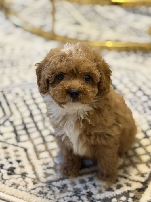 Cavapoo pudel toy uroczy piesek