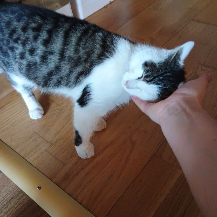 Kotki do adopcji