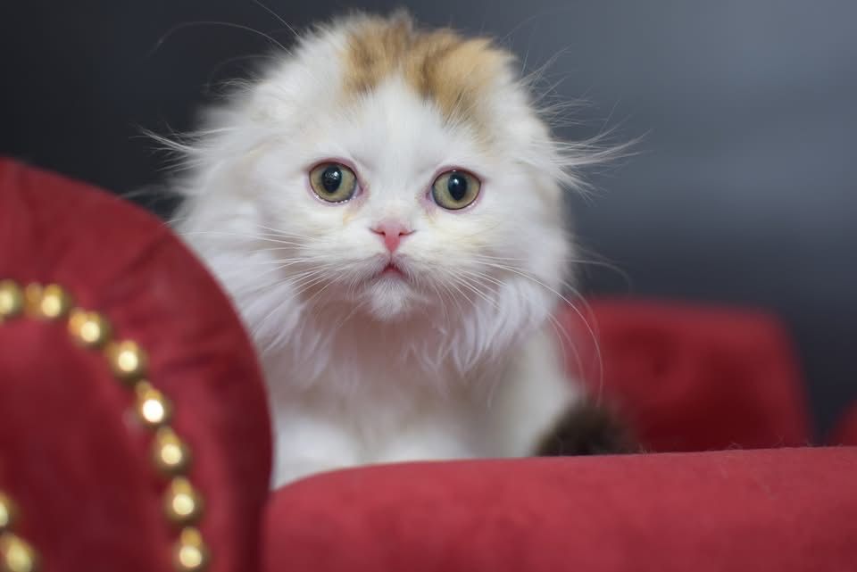 Kotka szkocka – spokojna, bardzo kontaktowa, gotowa do odbioru