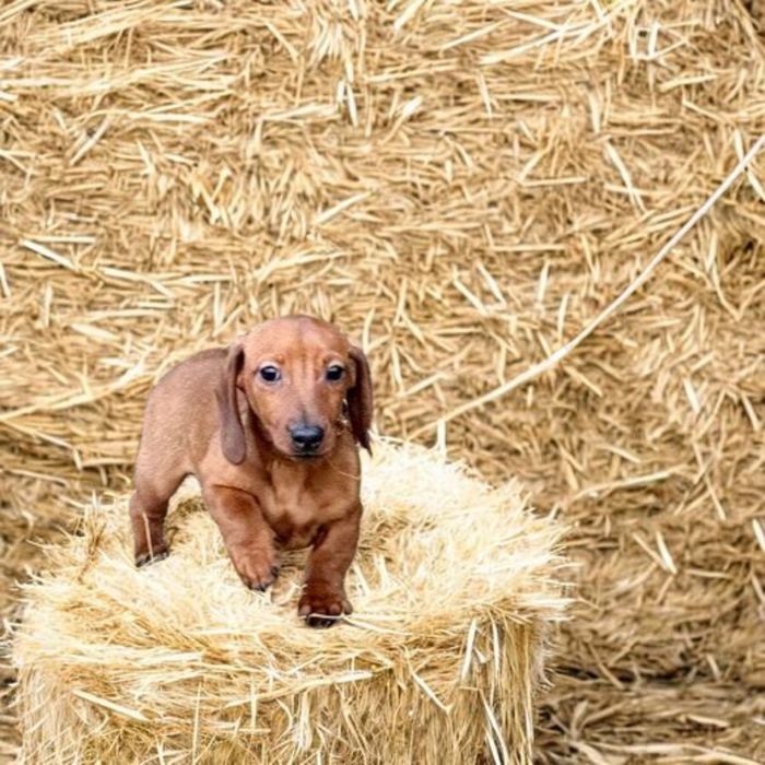 Рудий кріль,принц крові