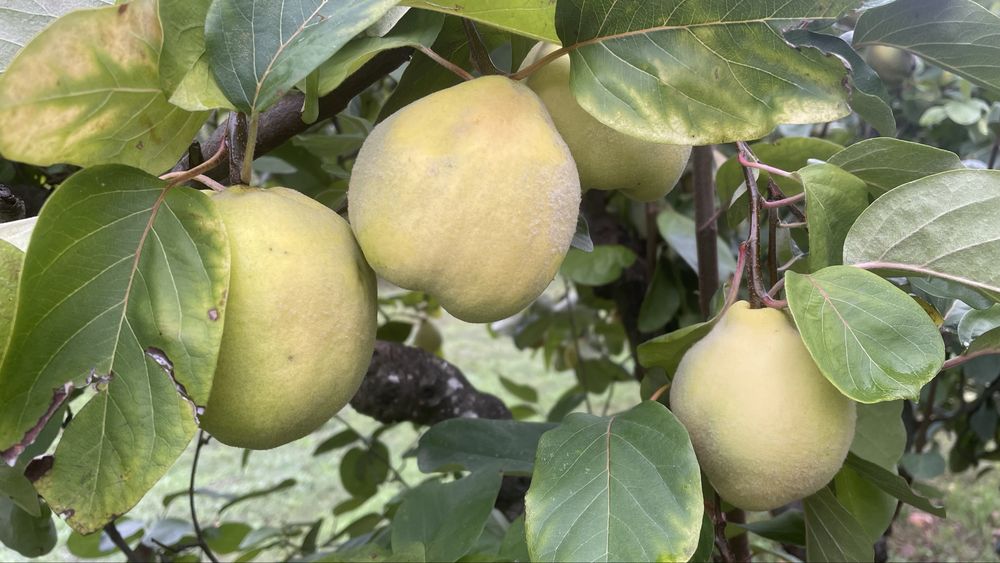 Vendo marmelos biologicos