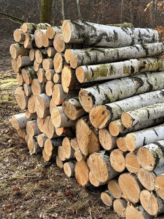 Drewno opałowe brzozowe
