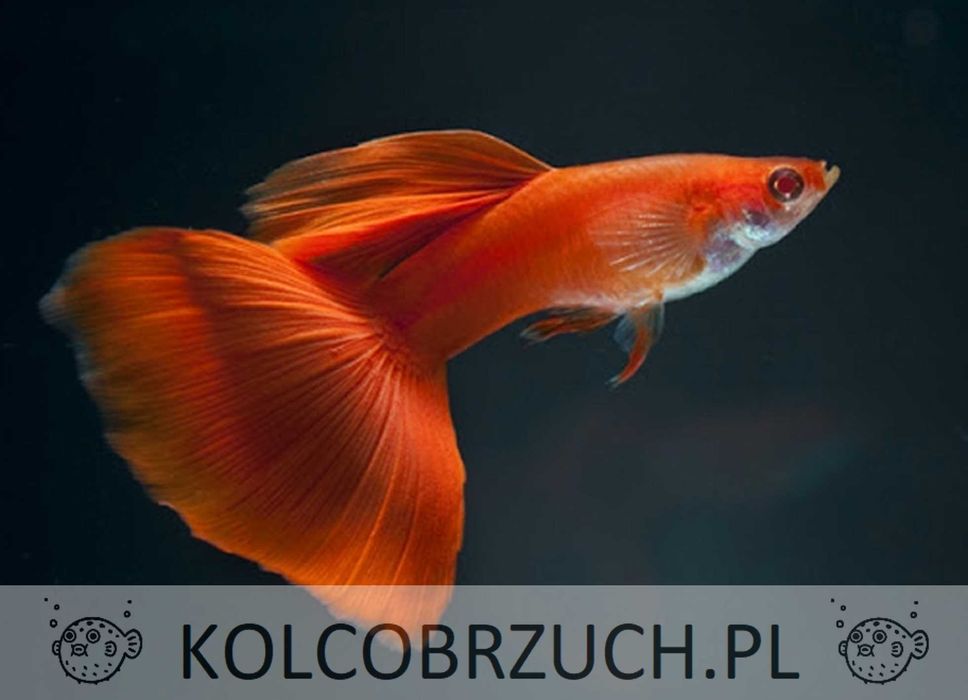 Gupik odmiana CHILLI RED - Poecilia reticulata - dowozimy, wysyłamy