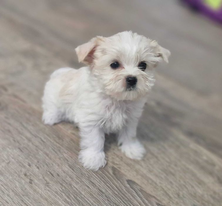 York piesek Yorkshire Terrier Biewer malutki Hodowla ZHPiKR Rodowód