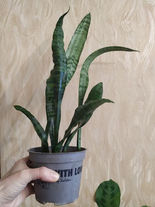 Сансеверия Сансеверія Сансевієрія кімнатна рослина вазонок