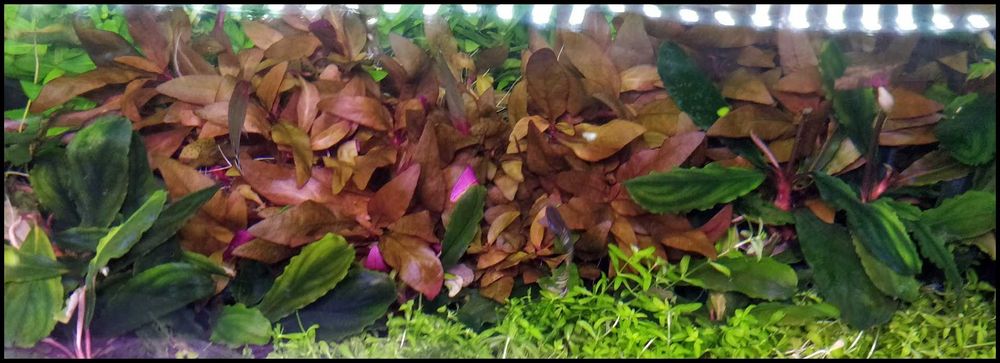 Alternanthera reineckii Mini