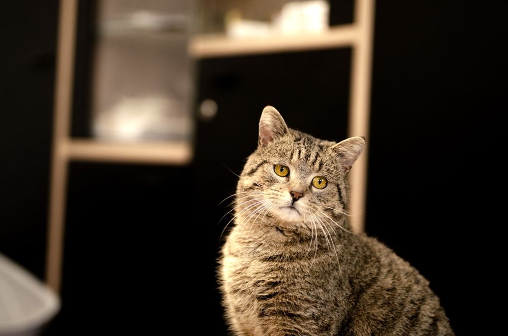 Kot, kocurek, kociak, kocurek szuka domu