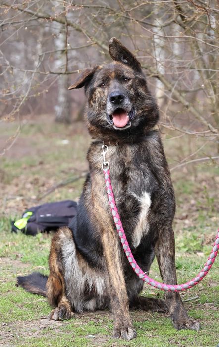 Łagodny i przyjazny Bor szuka rodziny